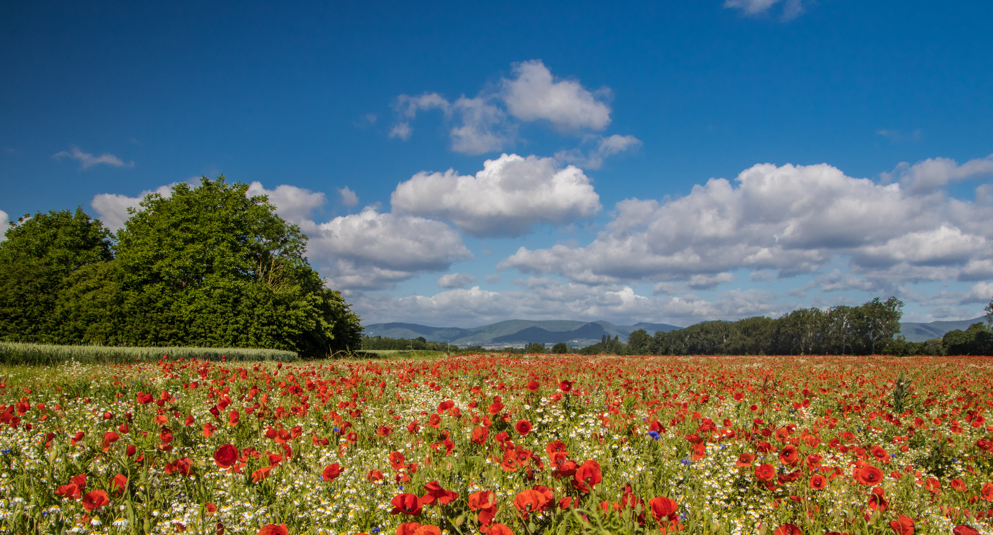 Sommerlandschaft in der Vorderpfalz