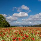 Sommerlandschaft in der Vorderpfalz