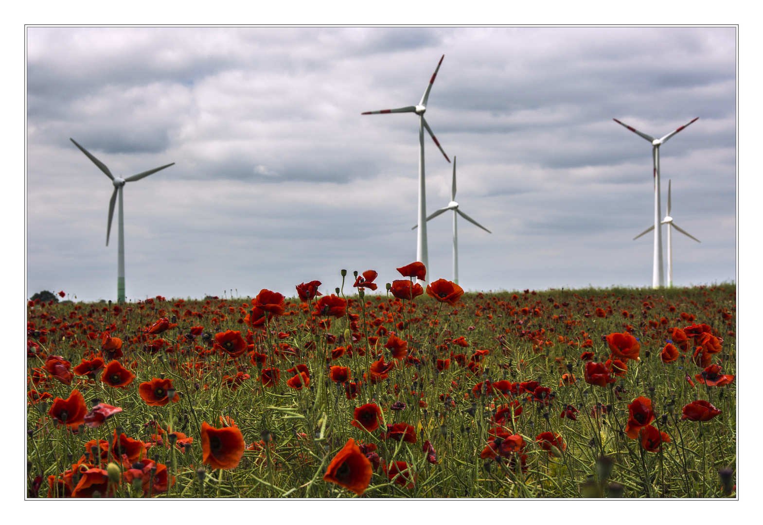 Sommerlandschaft in Vorpommern