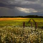 Sommerlandschaft mit aufziehendem Gewitter... (2)