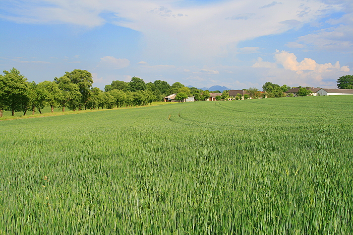 Sommerlandschaft#2