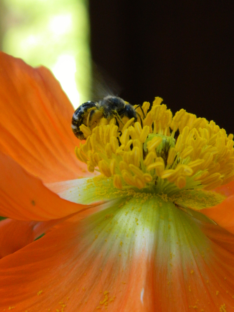 Sommerlaune