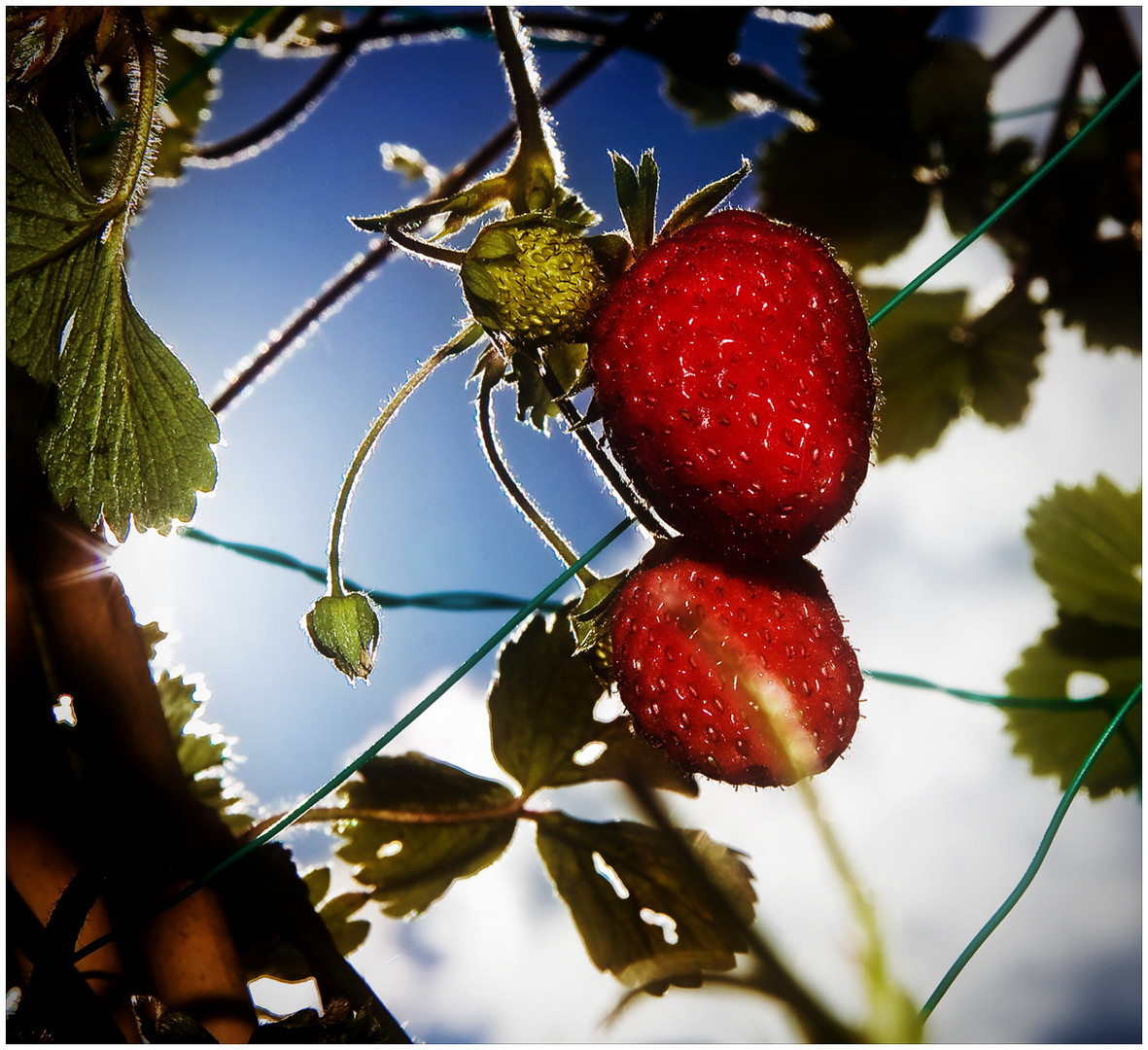 ~ sommerlaune ~