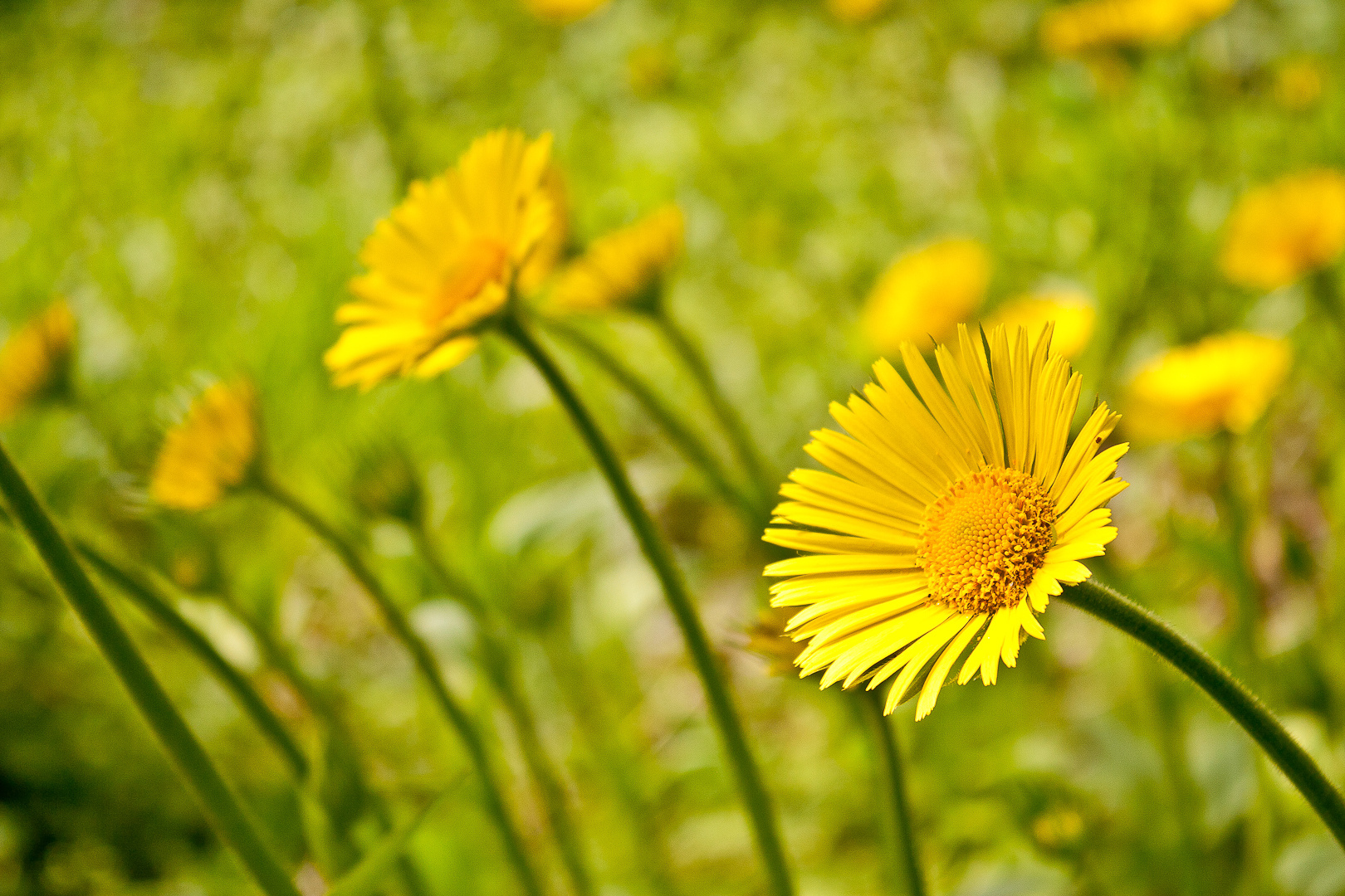 Sommerlaune