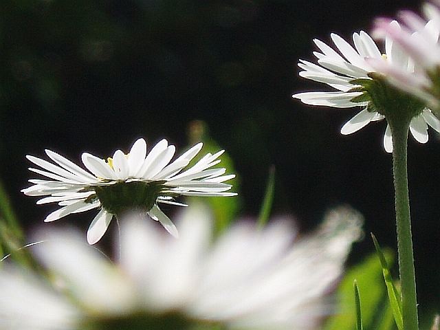 Sommerlaune