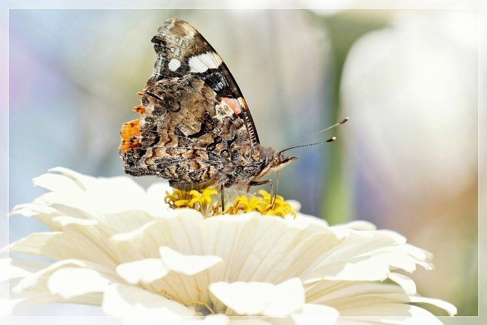 "Sommerlaune"