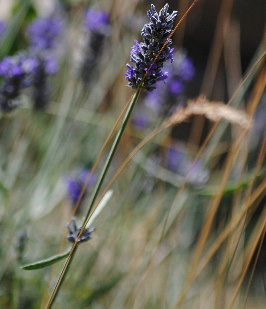 Sommerlavendel....