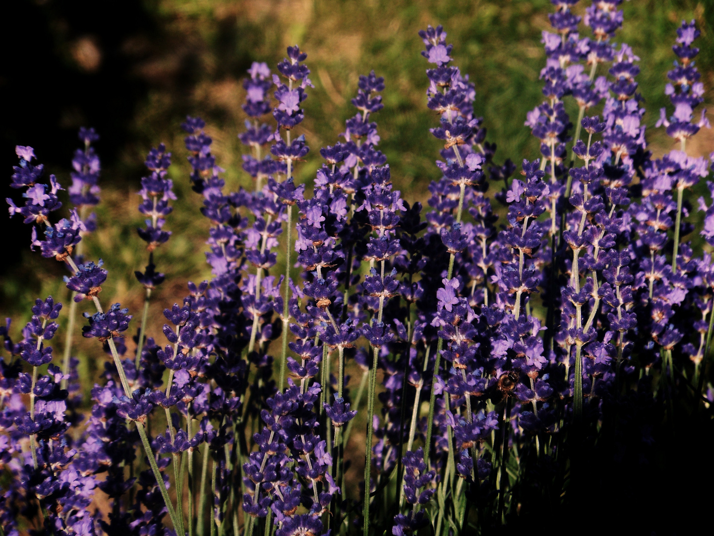 SOMMERLAVENDEL