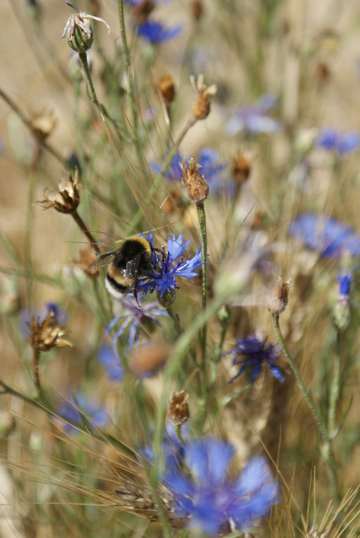 Sommerleben