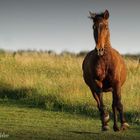 Sommerleben