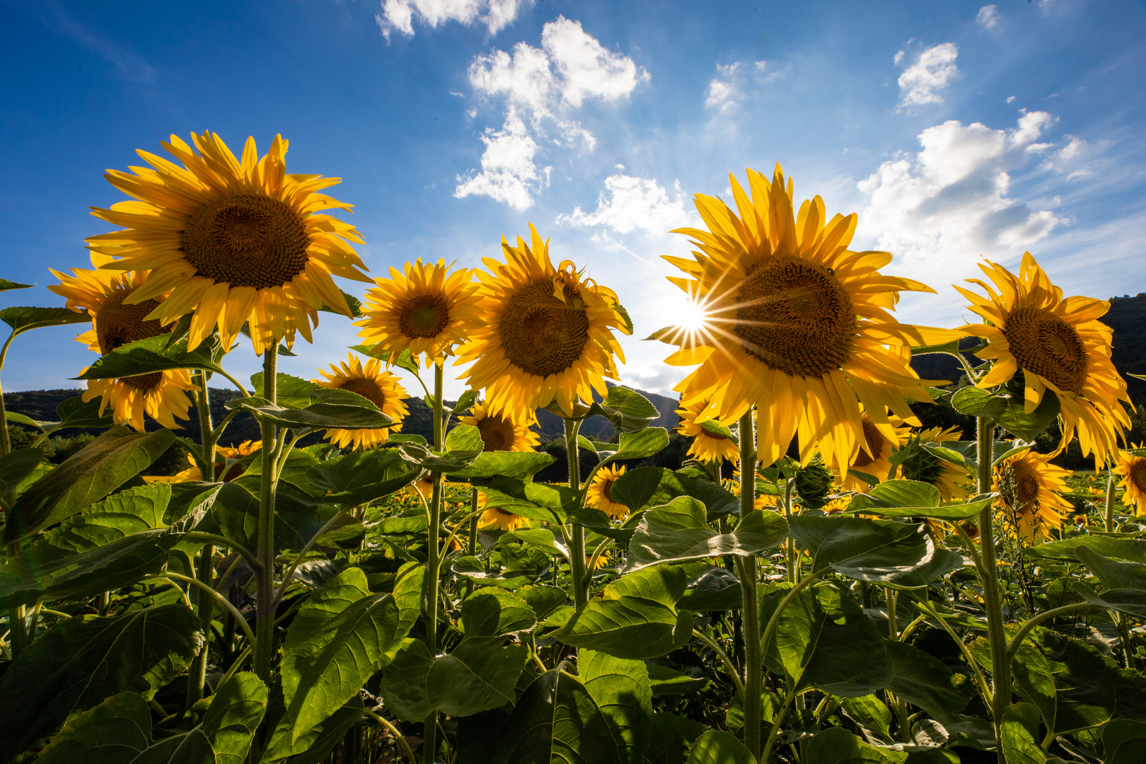 Sommerleuchten