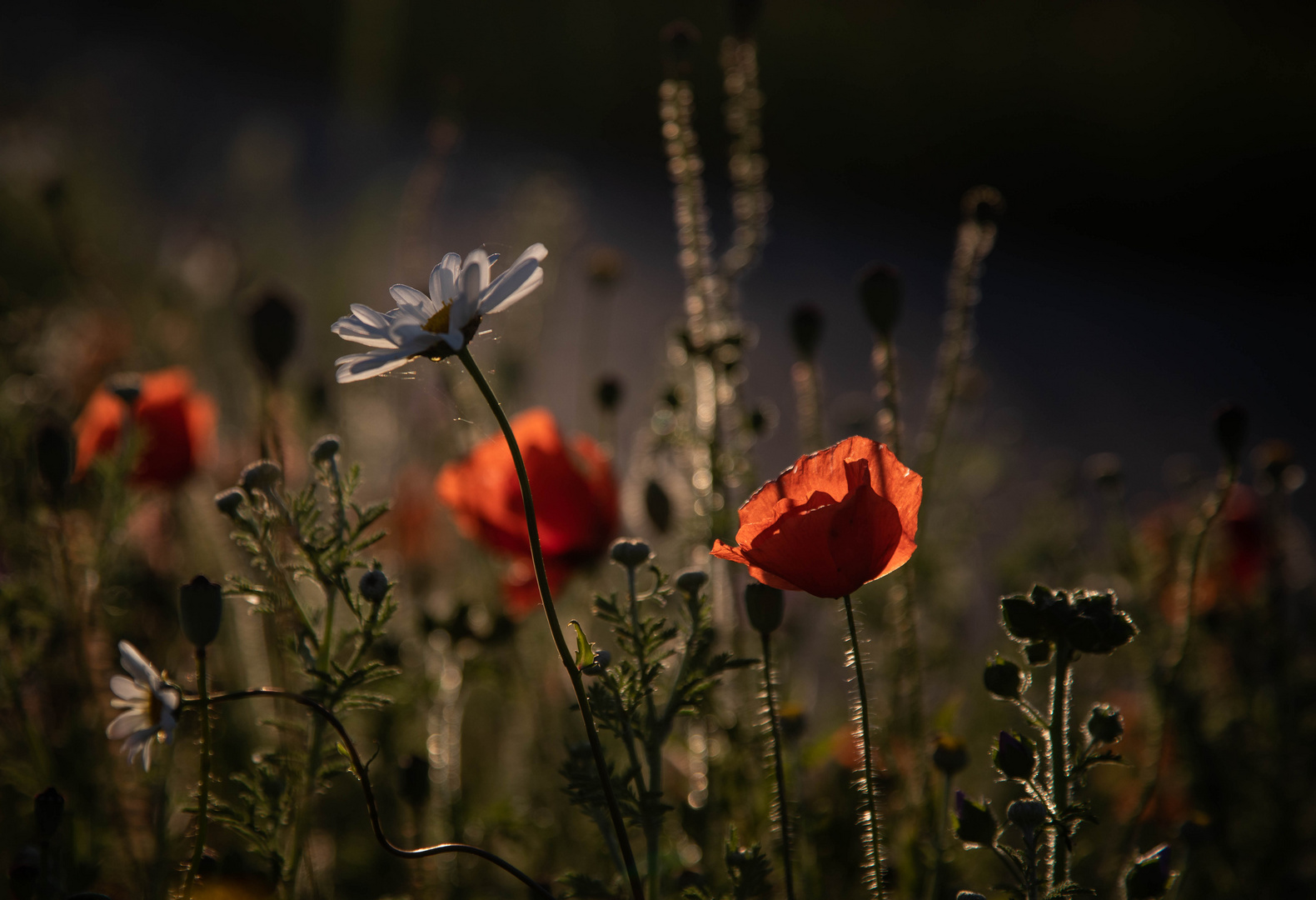 Sommerleuchten