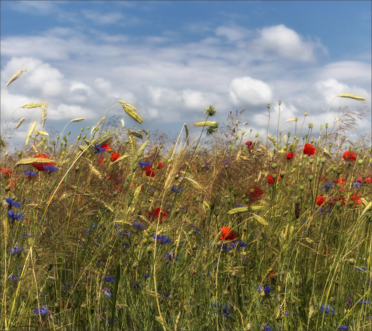 sommerlich