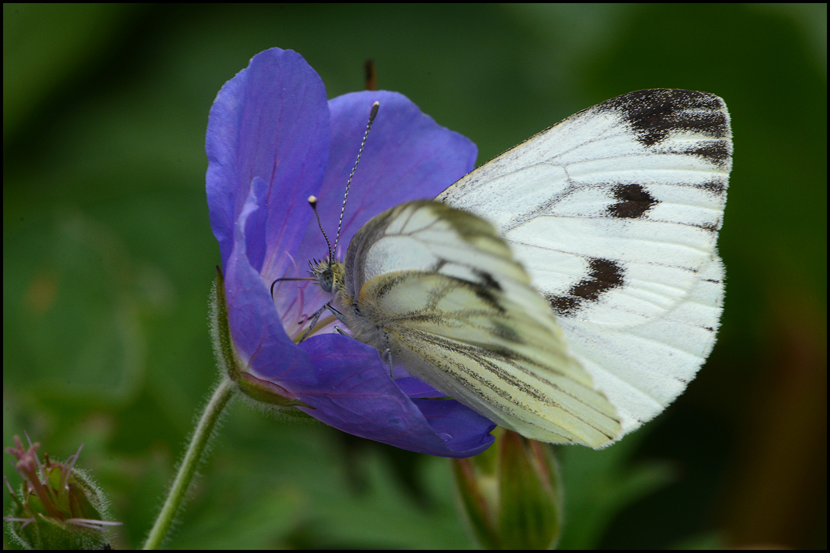 Sommerlich ! (1)