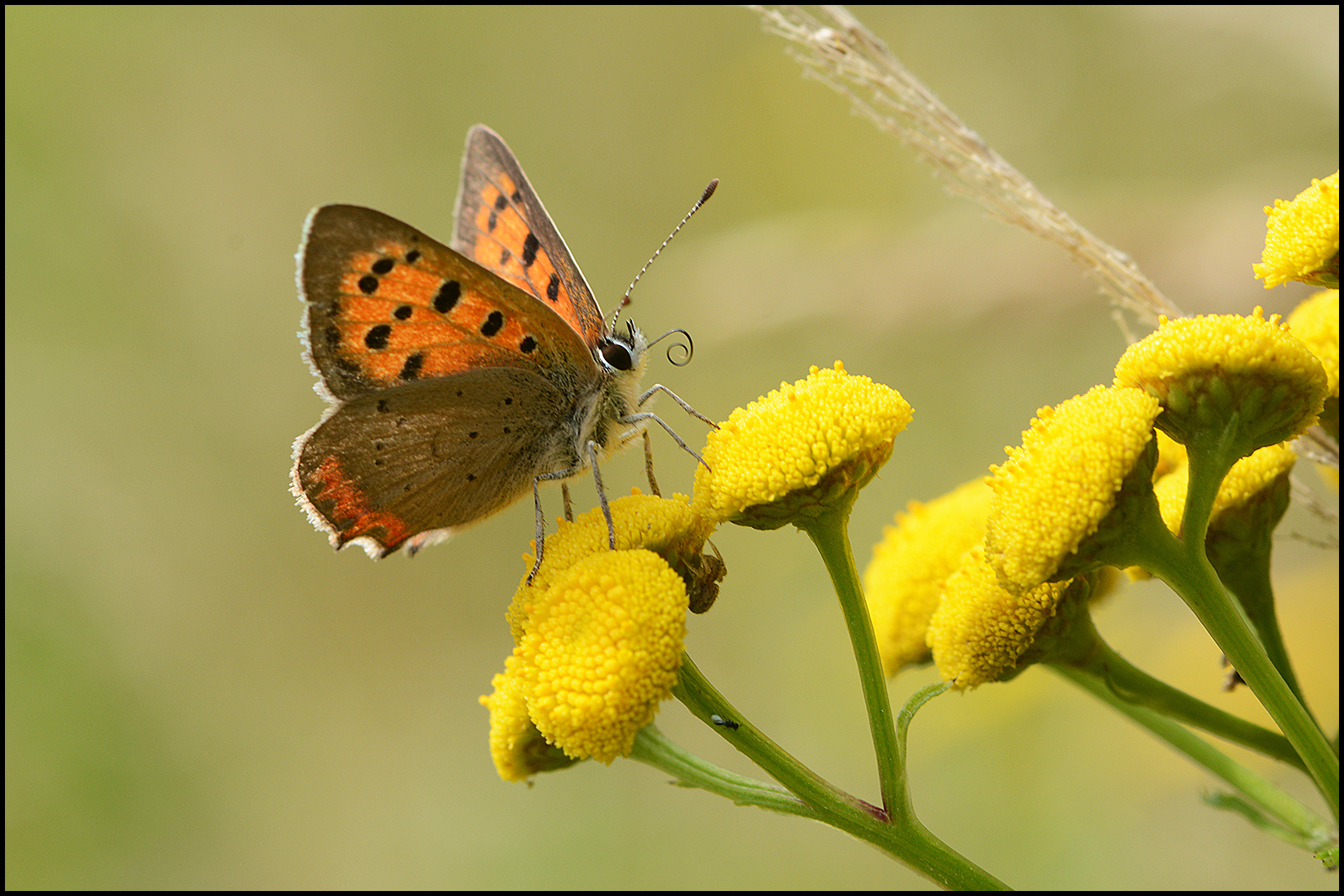 Sommerlich (2)