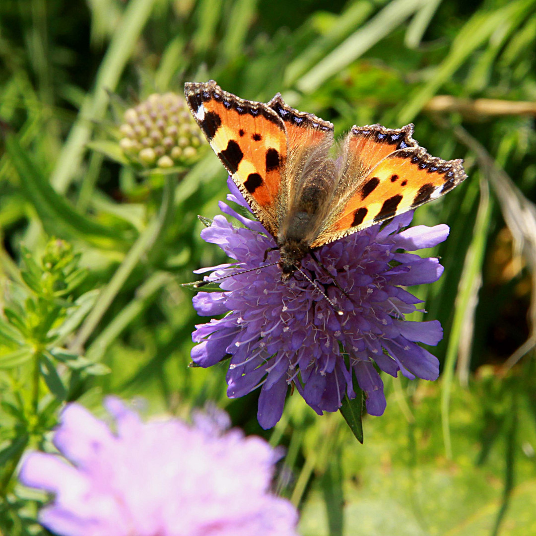 Sommerlich