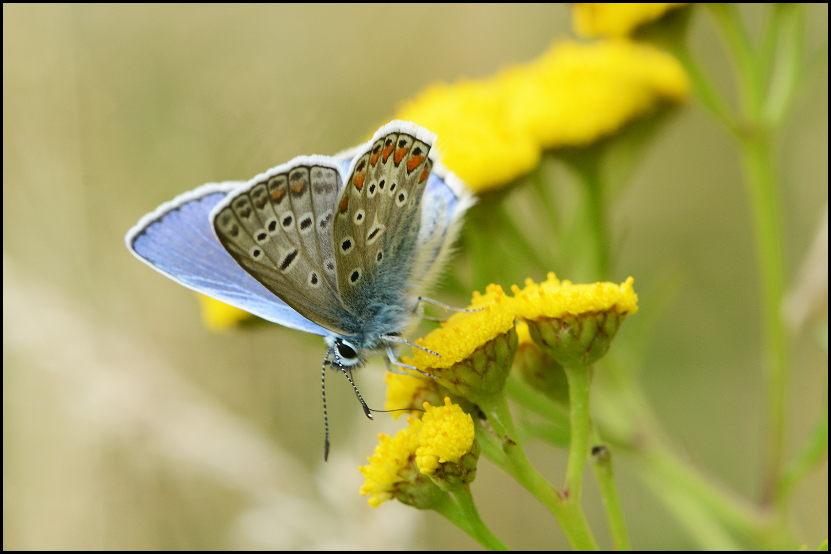 Sommerlich (3)