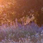 Sommerlich