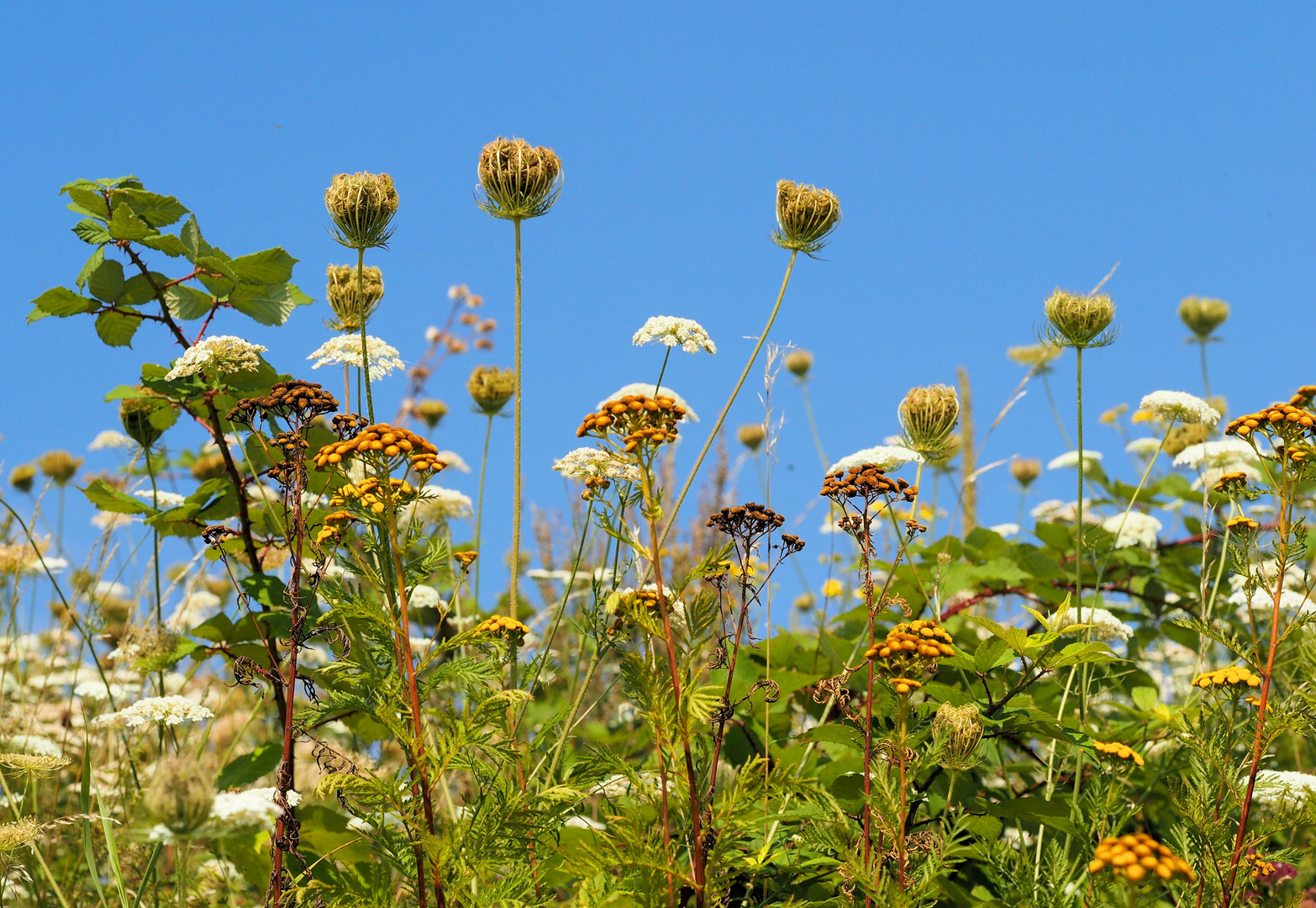 Sommerlich....