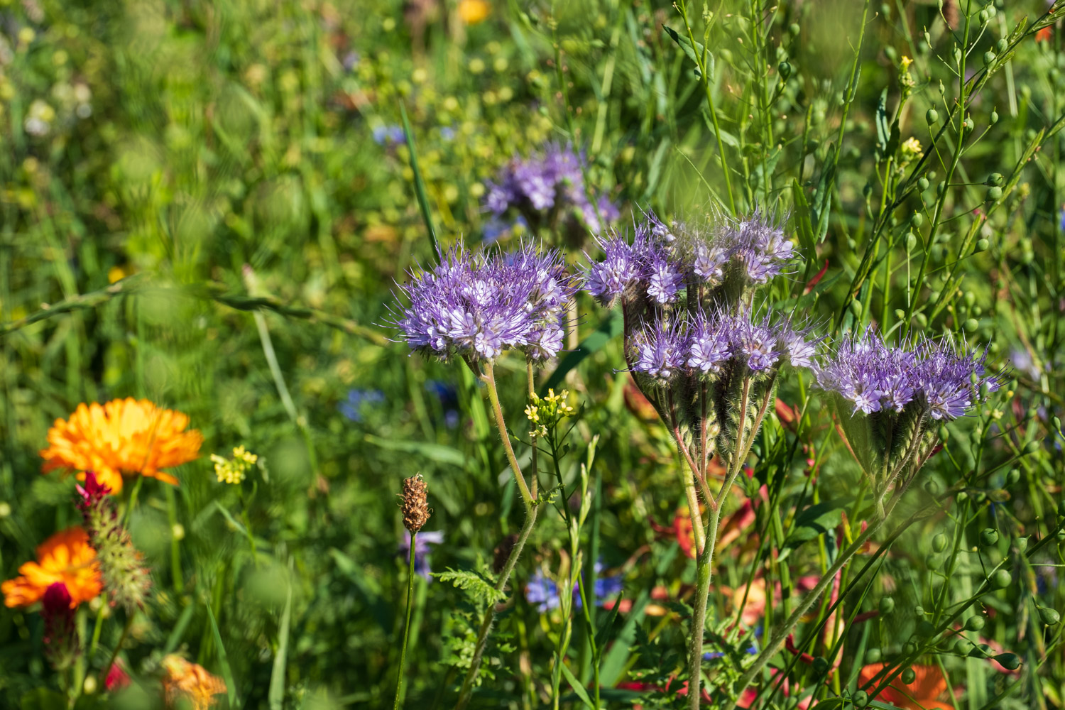 sommerlich