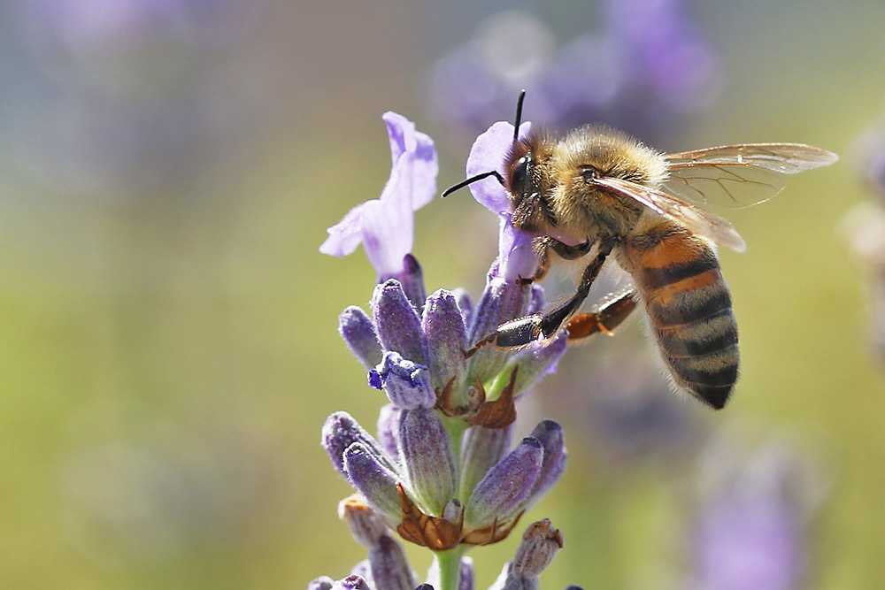 Sommerlich am Lavendel.......