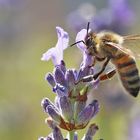 Sommerlich am Lavendel.......