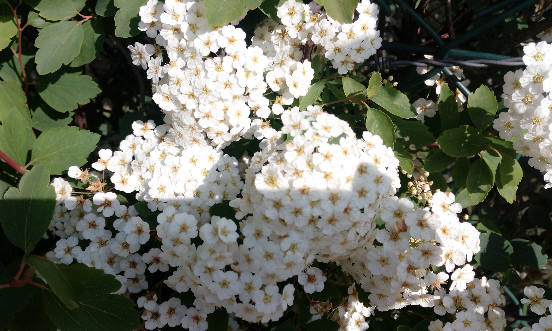 Sommerlich blühende Blüten