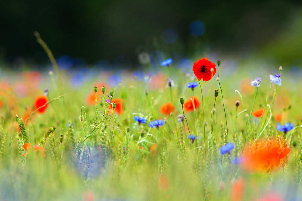 Sommerlich bunt