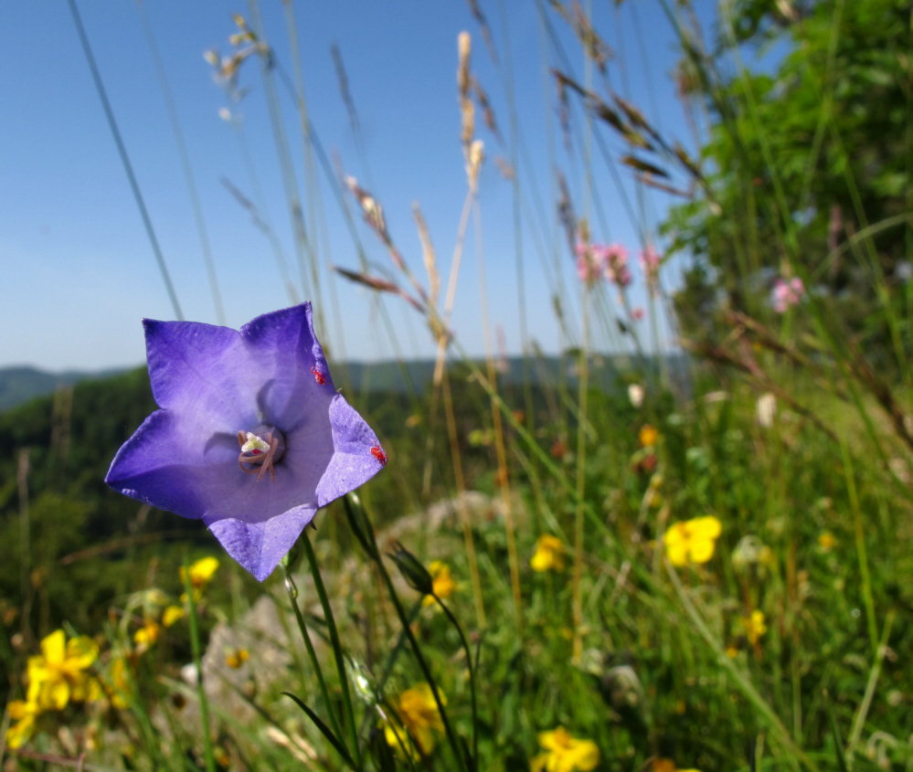 Sommerlich