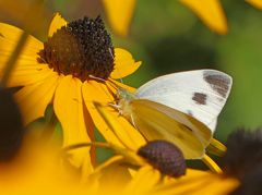 Sommerlich eingetaucht