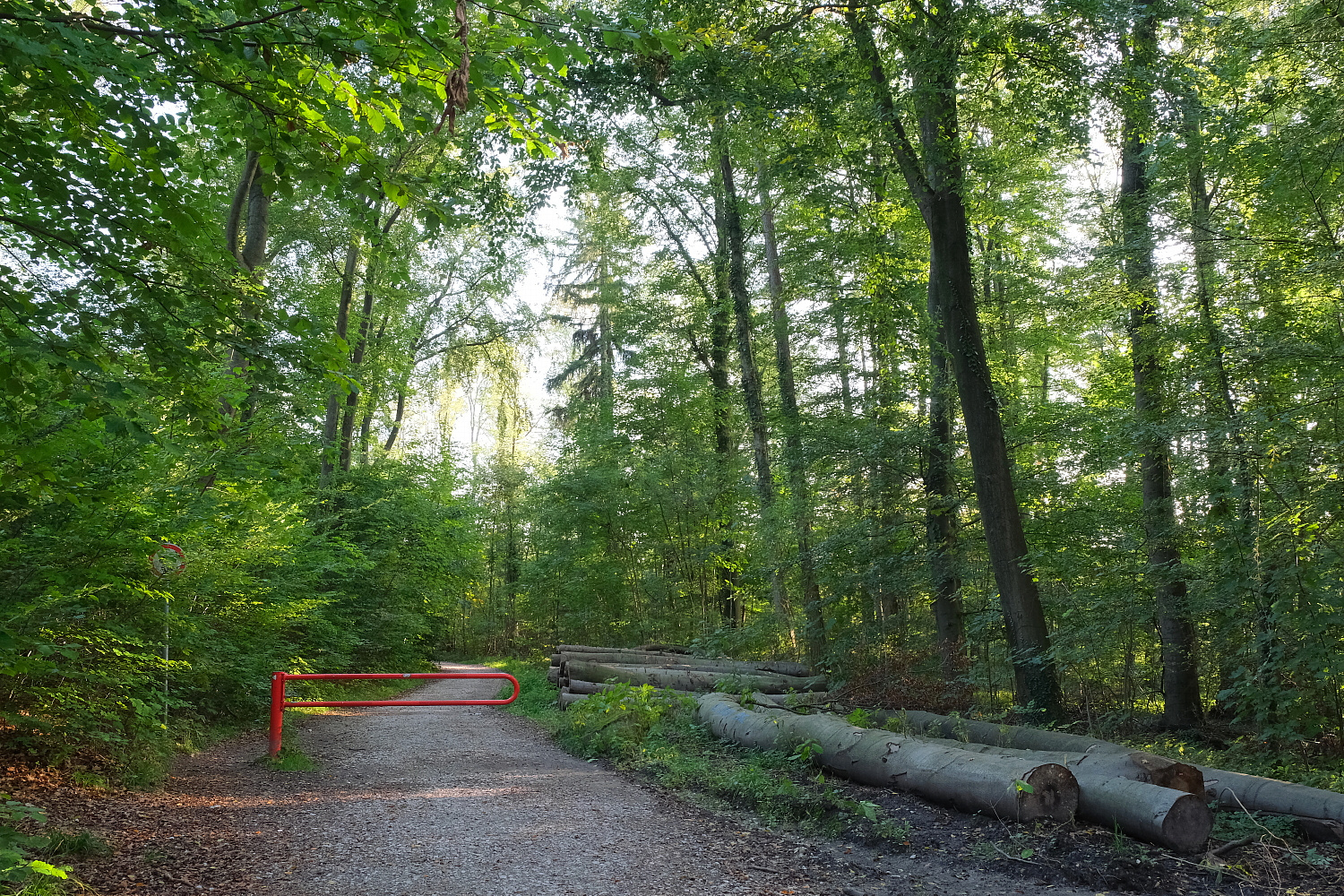 Sommerlich grün