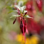 sommerlich-herbstlich