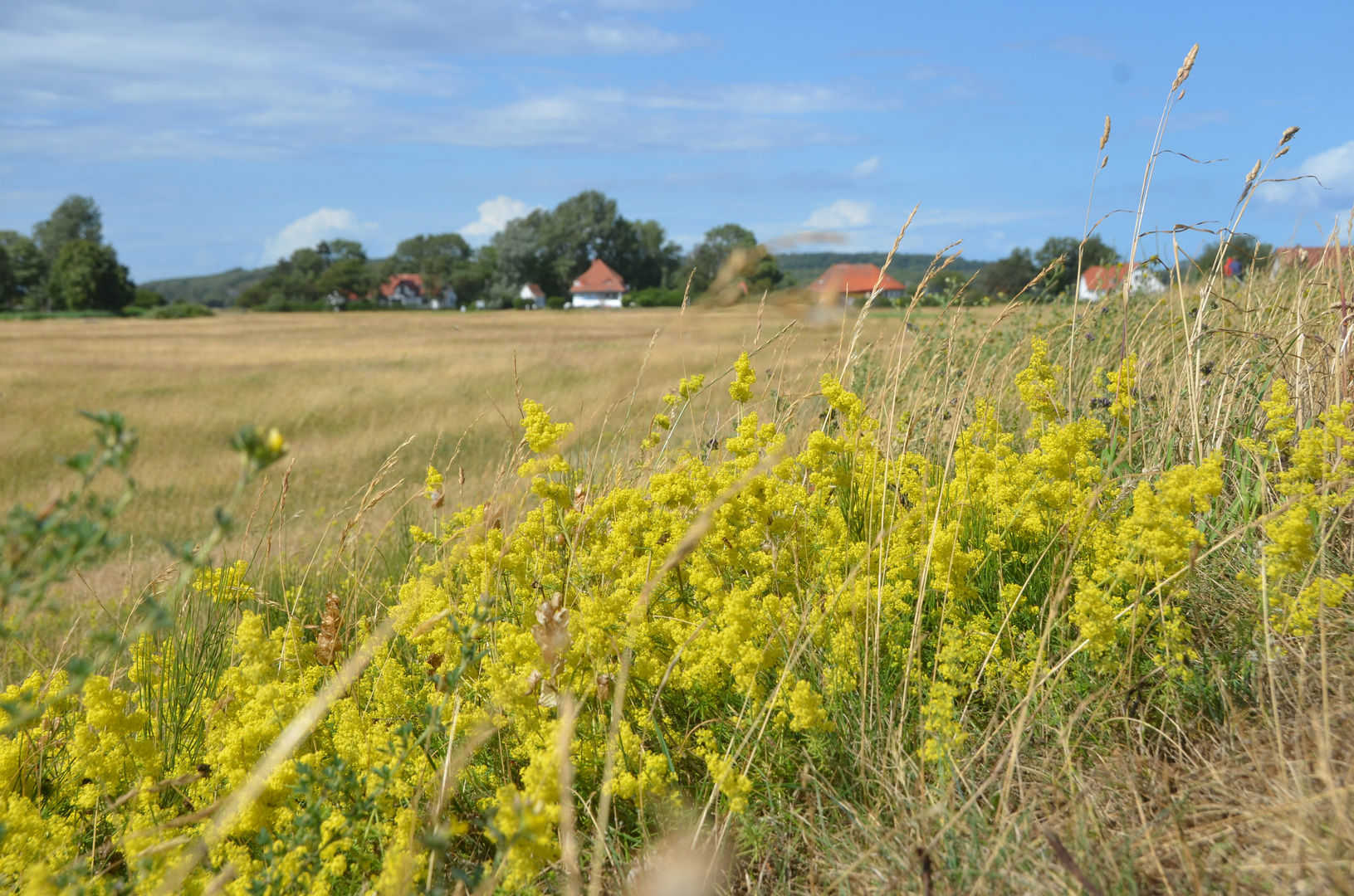 Sommerlich zu dem Max Taut Häuser Hiddensee 