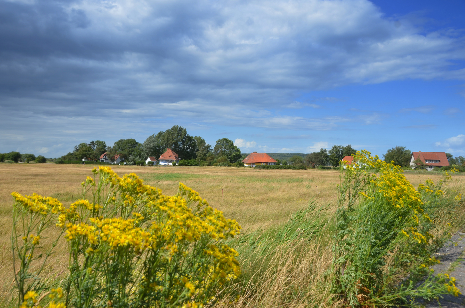 Sommerlich zu dem Max Taut Häuser Hiddensee 