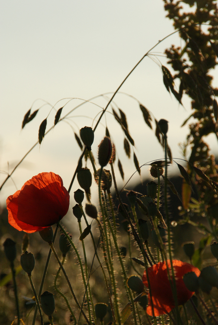 Sommerliche Abendstimmung