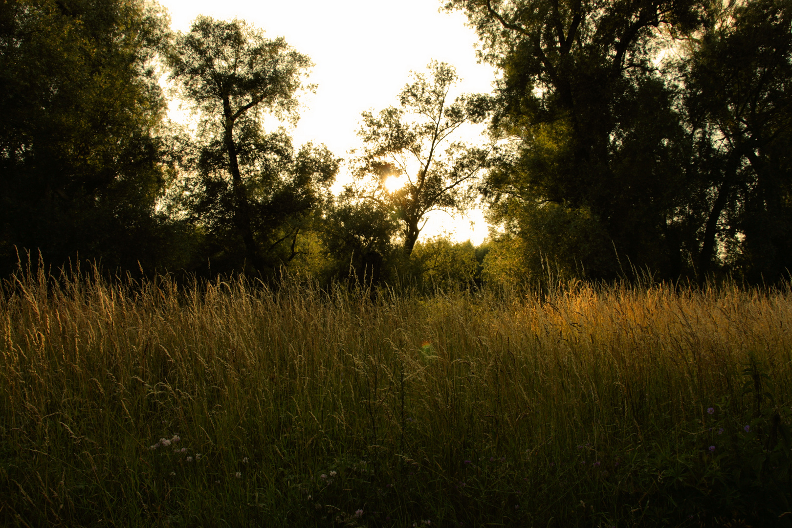 Sommerliche Abendstimmung auf dem Rheindamm