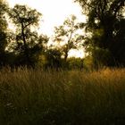 Sommerliche Abendstimmung auf dem Rheindamm