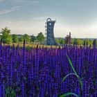 Sommerliche Abendstimmung in der Neuen Landschaft