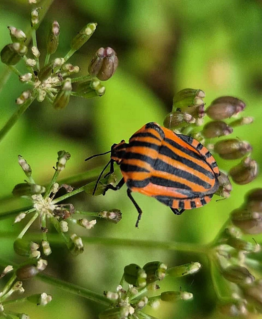 Sommerliche Aktivität 2