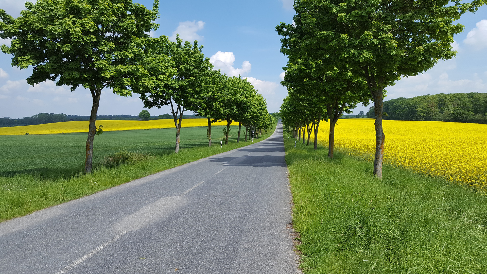 Sommerliche Allee in Schleswig-Holstein