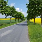 Sommerliche Allee in Schleswig-Holstein