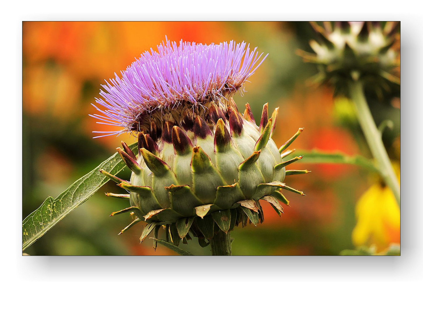 Sommerliche Artischockenblüte