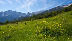 Sommerliche Bergwiese