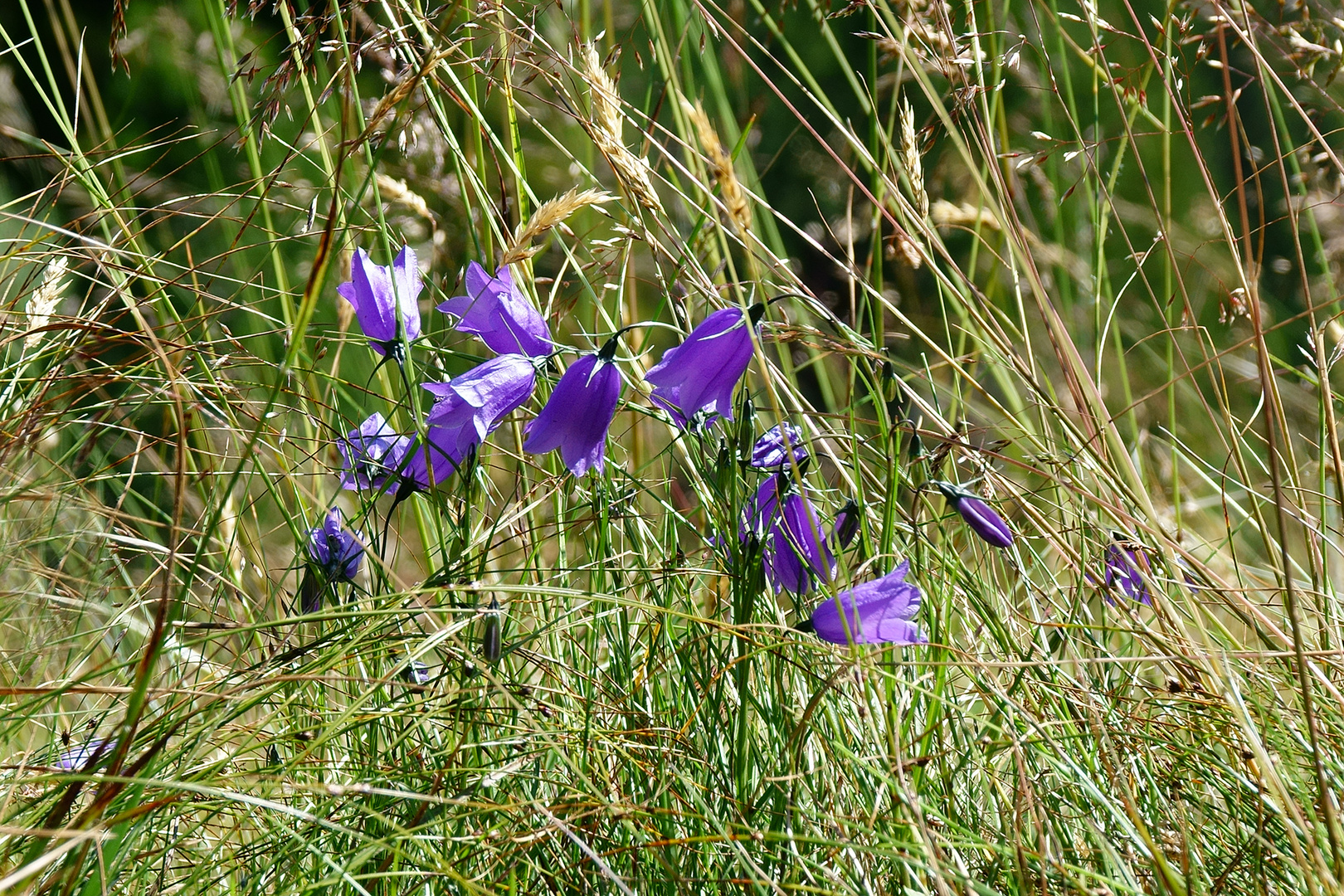 sommerliche Bergwiese