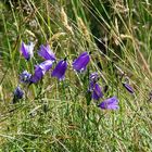 sommerliche Bergwiese