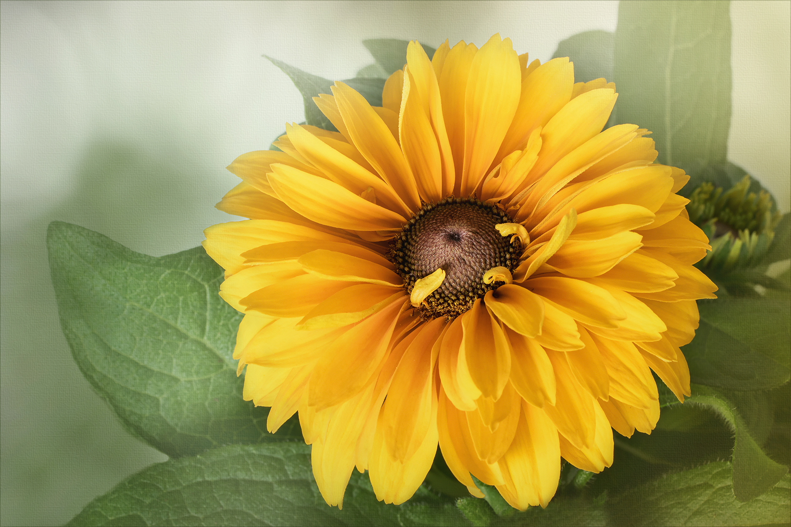 Sommerliche Blüte...