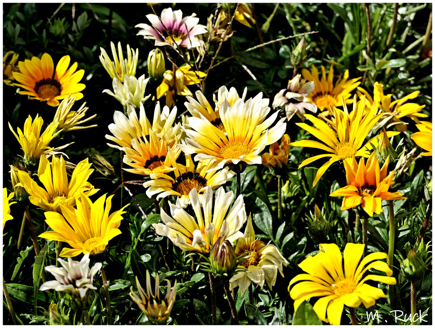 Sommerliche Blüten im Garten vom Nachbarn Foto & Bild naturkreativ