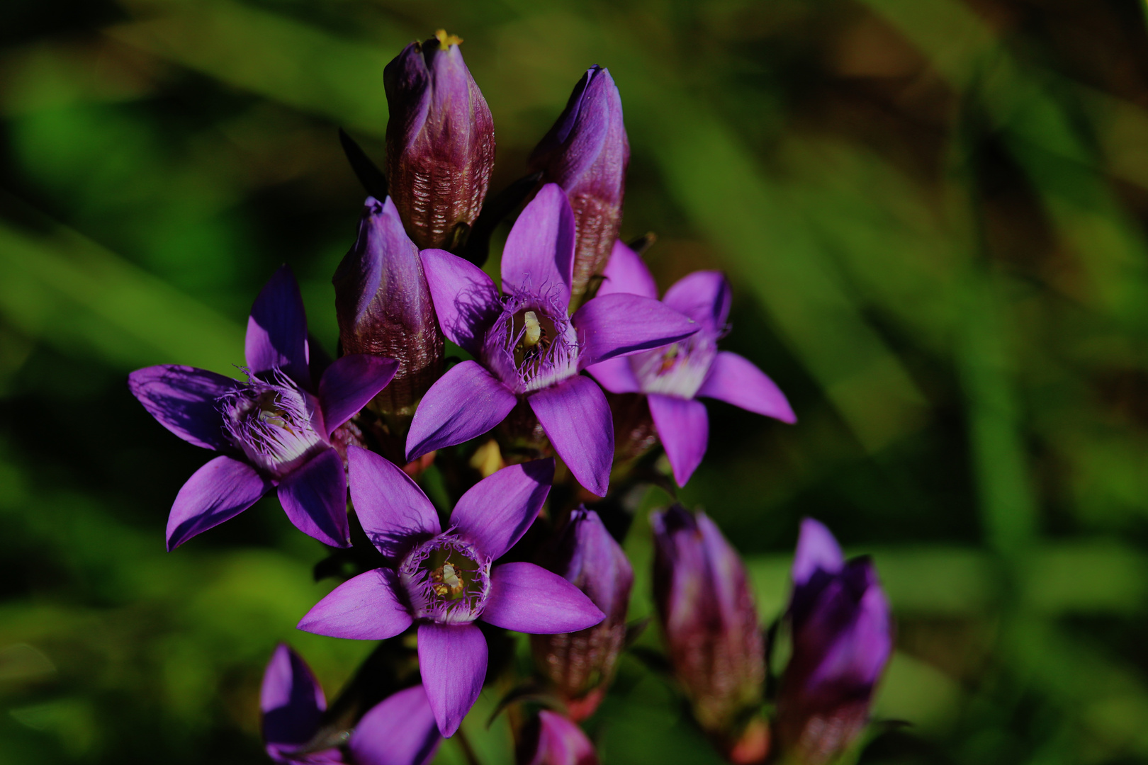 Sommerliche Blütenpracht