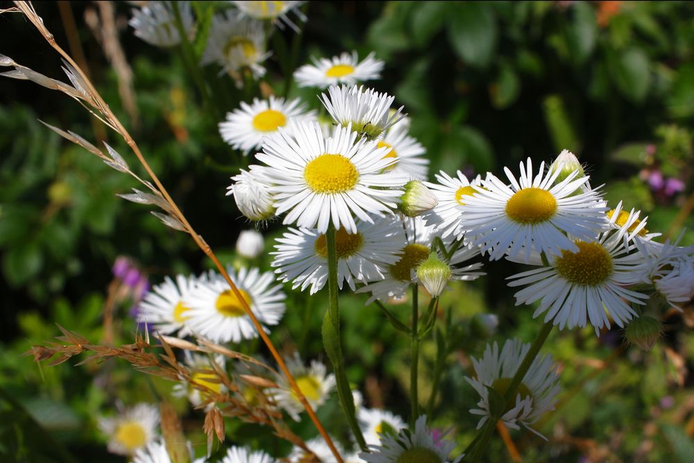 Sommerliche Blumenpracht