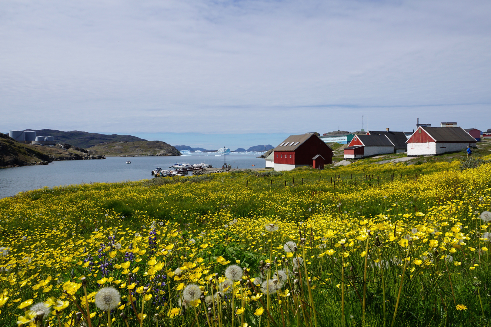 Sommerliche Blumenwiese auf Groenland 